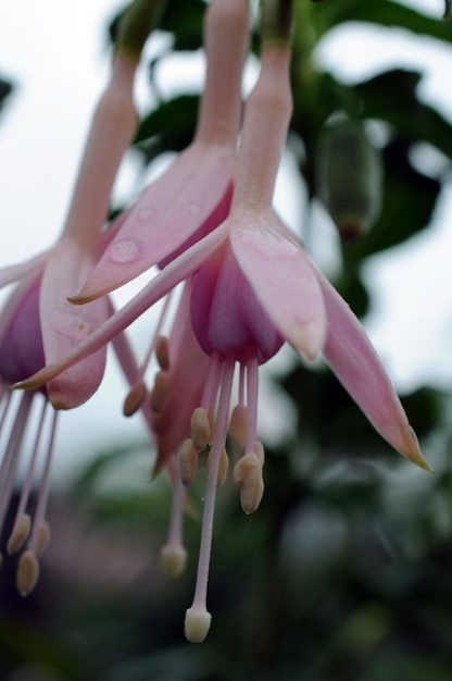 Foto close-up di fiori rosa