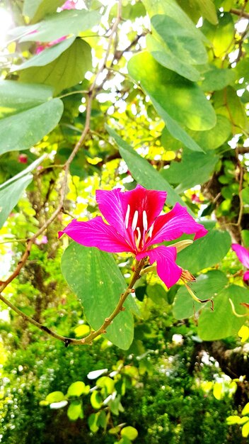 Close-up of pink flowers