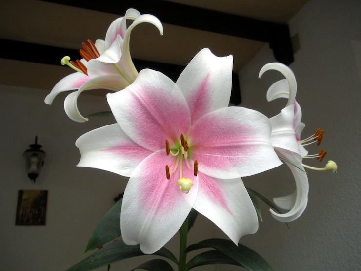 Photo ピンクの花のクローズアップ