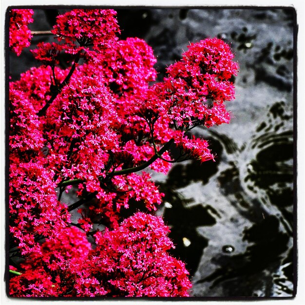 Close-up of pink flowers