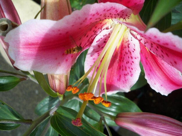 Photo close-up of pink flowers