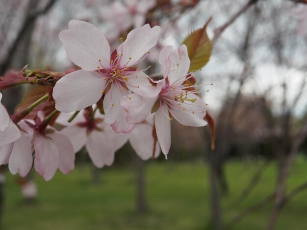 Close-up of pink flowers