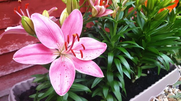 Close-up of pink flowers