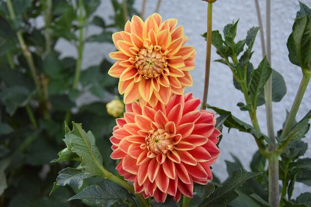 Foto close-up di fiori rosa