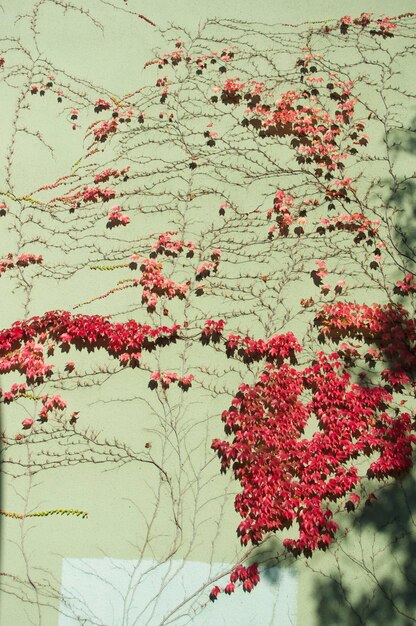 Photo close-up of pink flowers