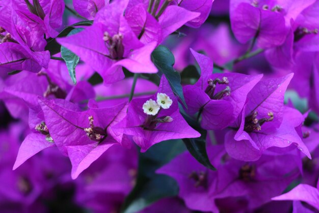 Close-up of pink flowers