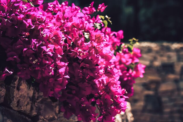 Foto close-up di fiori rosa