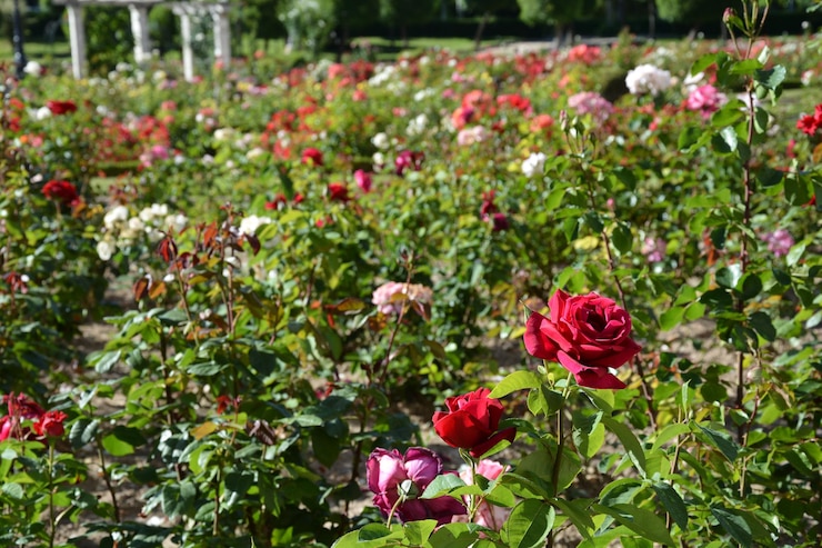 Photo ピンクの花のクローズアップ