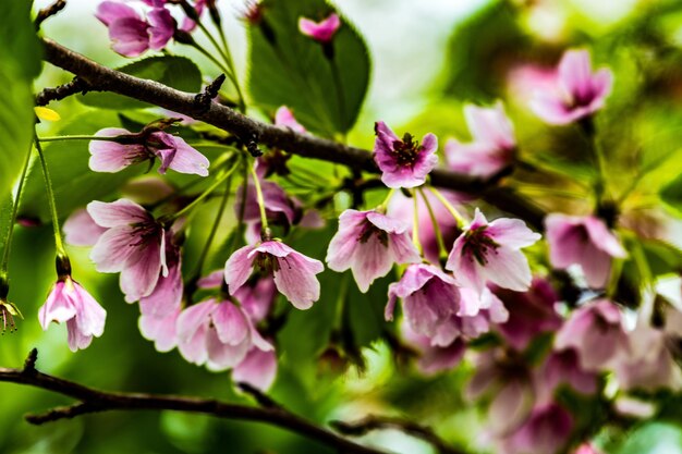 Close-up of pink flowers