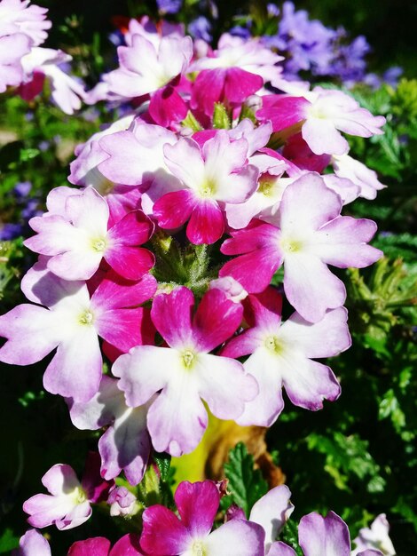 Close-up of pink flowers