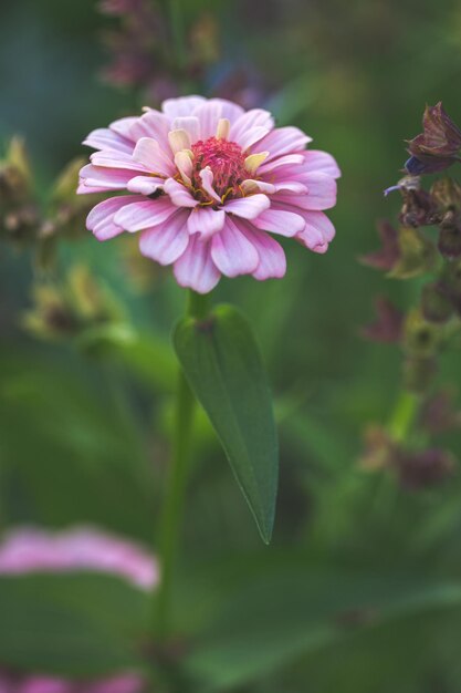 Foto close-up di fiori rosa