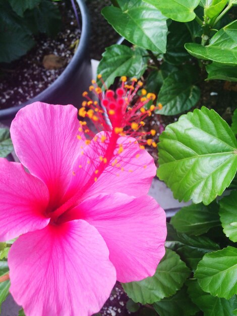 Close-up of pink flowers