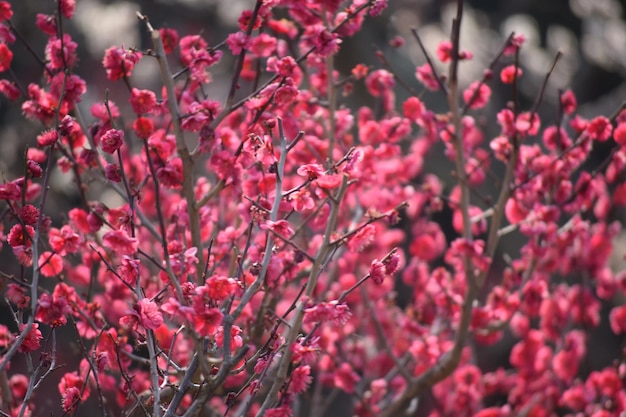 Photo close-up of pink flowers