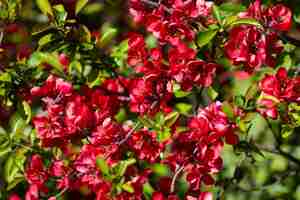 Photo close-up of pink flowers