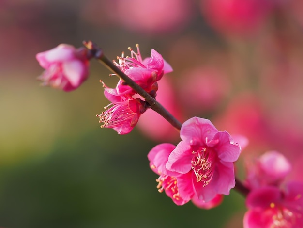 Close-up of pink flowers