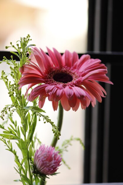 Close-up of pink flowers