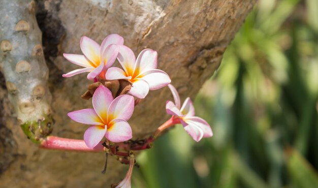 Photo close-up of pink flowers