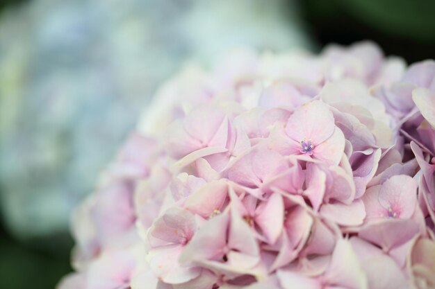 Foto close-up di fiori rosa