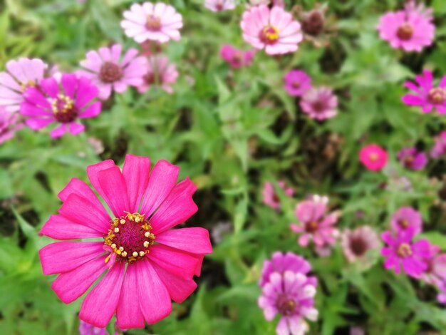 Close-up of pink flowers