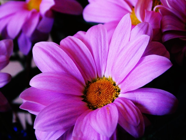 ピンクの花のクローズアップ