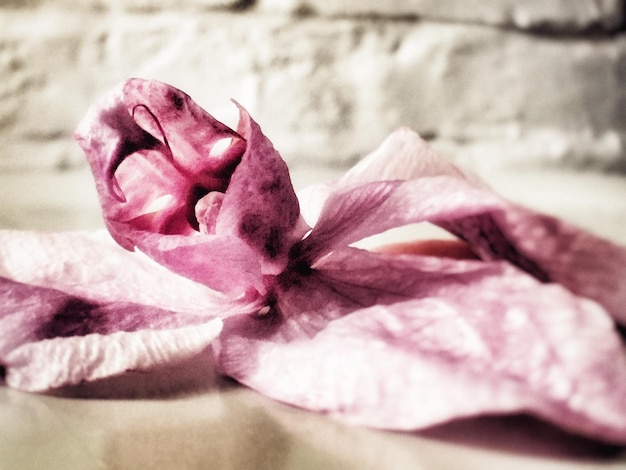 Photo close-up of pink flowers