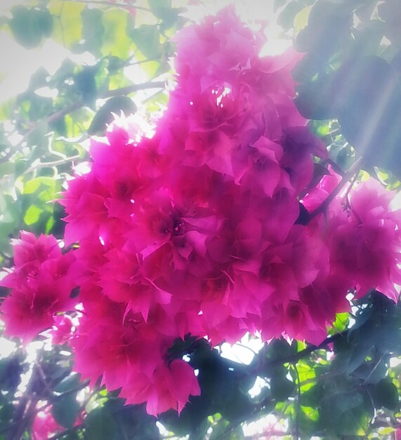 Close-up of pink flowers