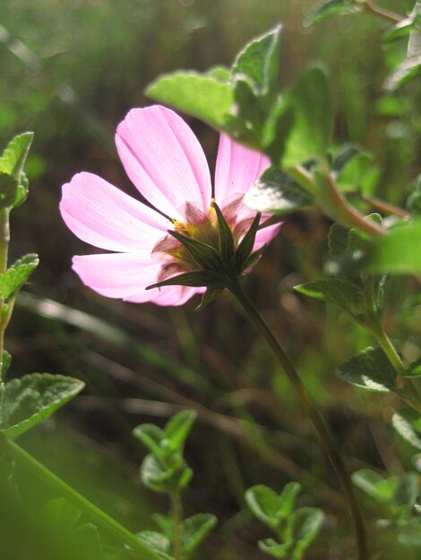 Foto close-up di fiori rosa