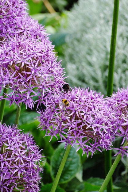 Close-up of pink flowers