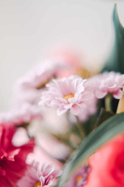 Close-up of pink flowers