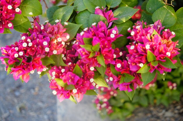 Foto close-up di fiori rosa