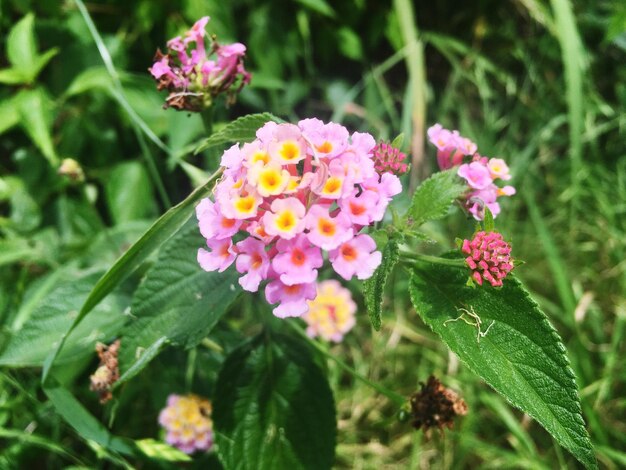 Close-up of pink flowers