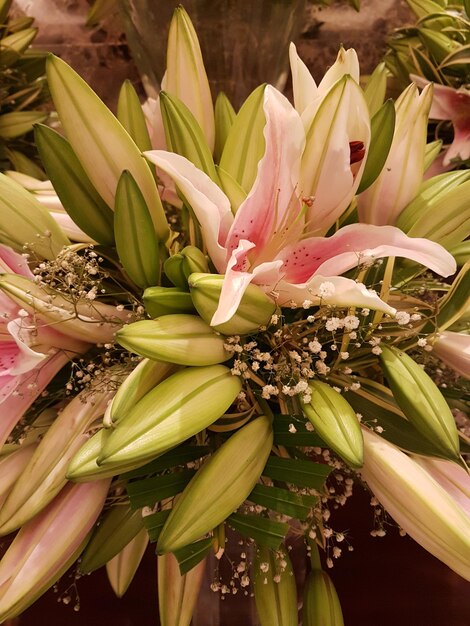 Close-up of pink flowers