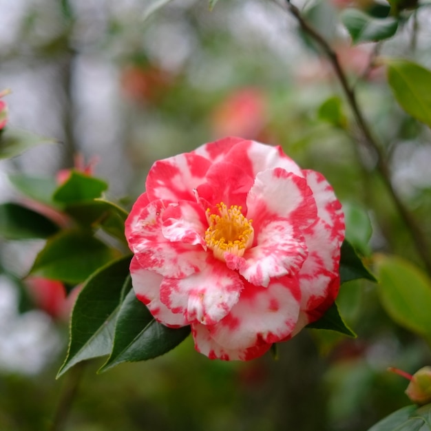 Photo close-up of pink flowers