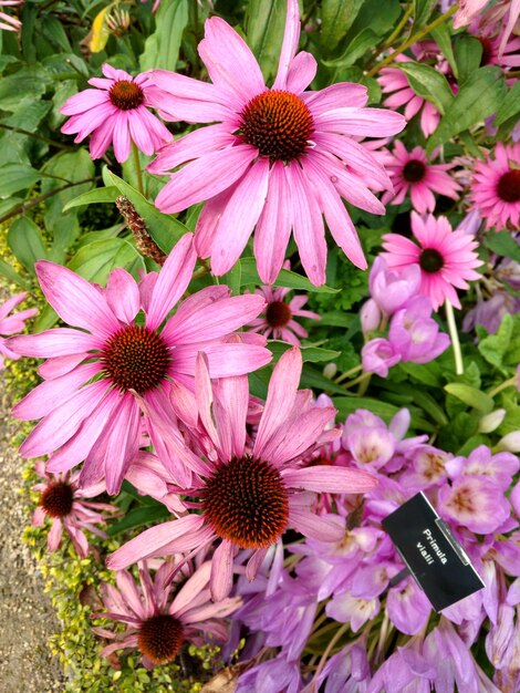 Foto close-up di fiori rosa