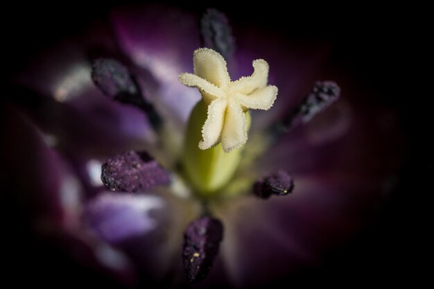 Foto close-up di fiori rosa