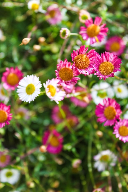 Foto close-up di fiori rosa