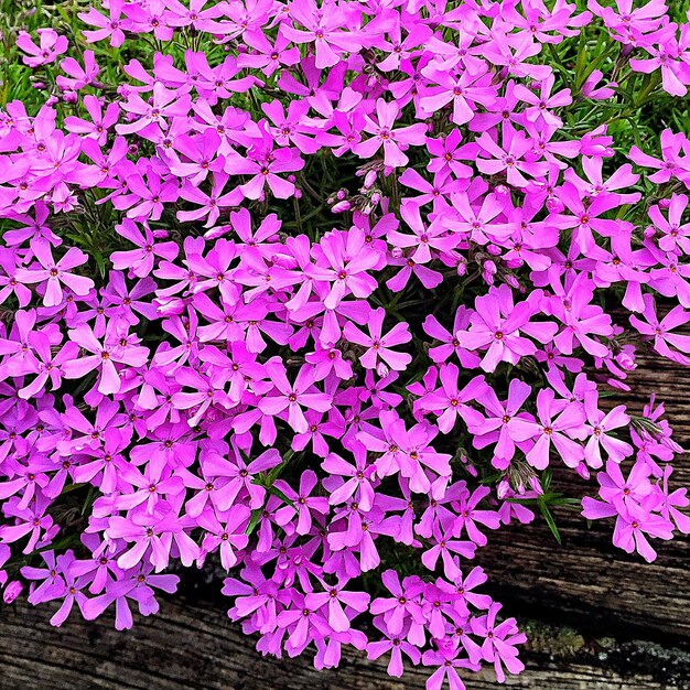 Photo close-up of pink flowers