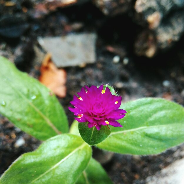 Close-up of pink flowers