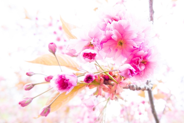 Foto close-up di fiori rosa