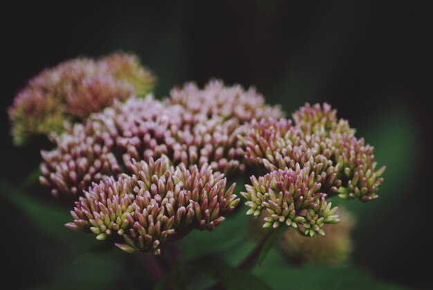 Photo close-up of pink flowers