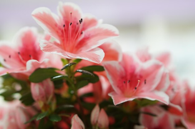 Foto close-up di fiori rosa