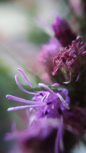 Close-up of pink flowers