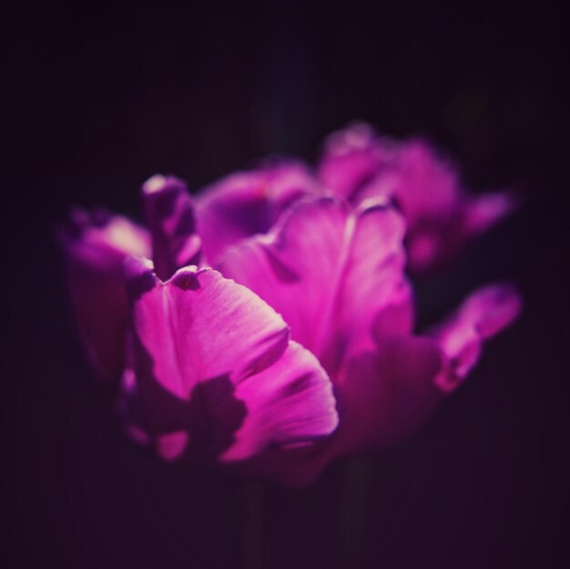 Photo close-up of pink flowers