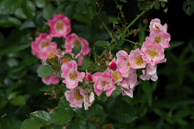 Foto close-up di fiori rosa