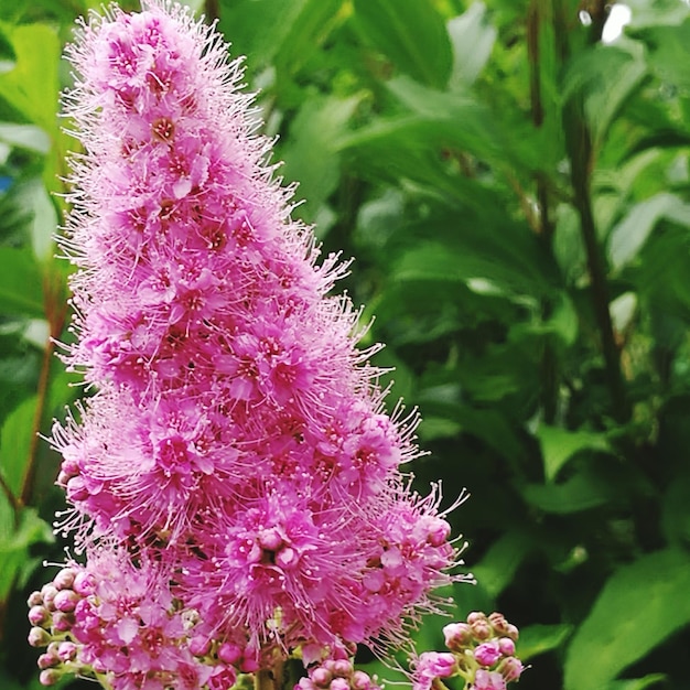 Photo close-up of pink flowers