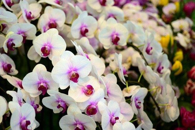 Photo close-up of pink flowers