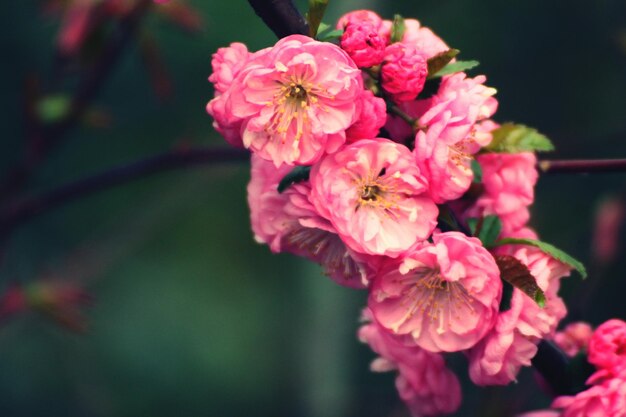 Photo close-up of pink flowers