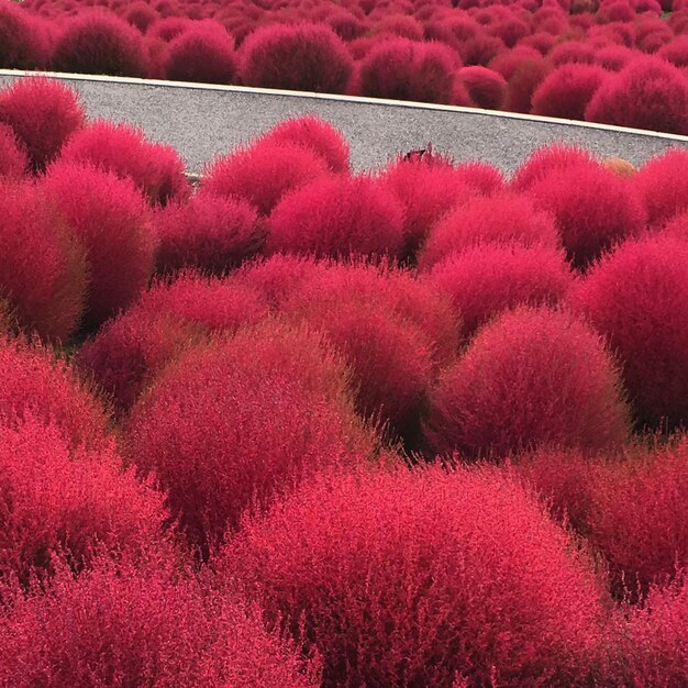 Close-up of pink flowers