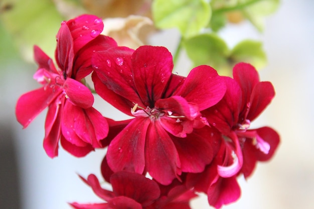 Close-up of pink flowers