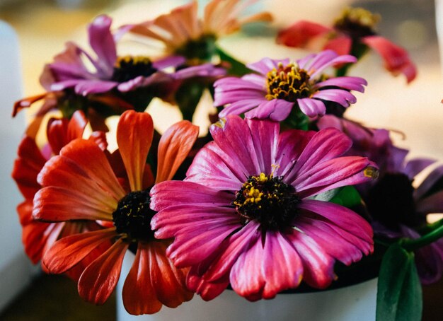 Photo close-up of pink flowers